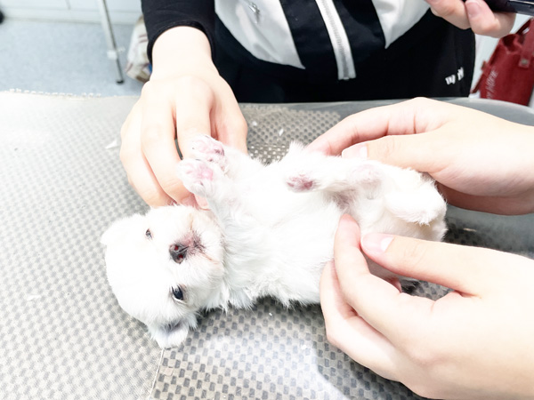 ☆ペットショップ実習☆